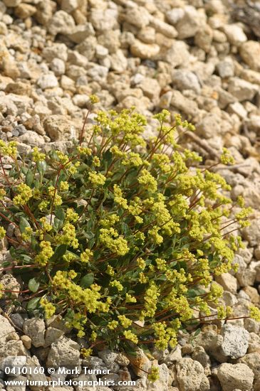 Marum-leaved Buckwheat