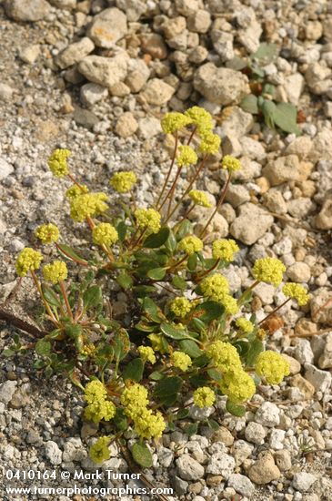 Marum-leaved Buckwheat