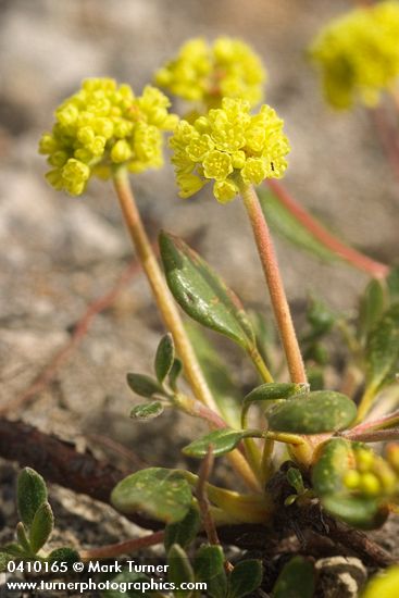 Marum-leaved Buckwheat blossoms & foliage detail