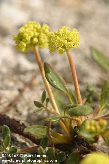 Marum-leaved Buckwheat blossoms & foliage detail