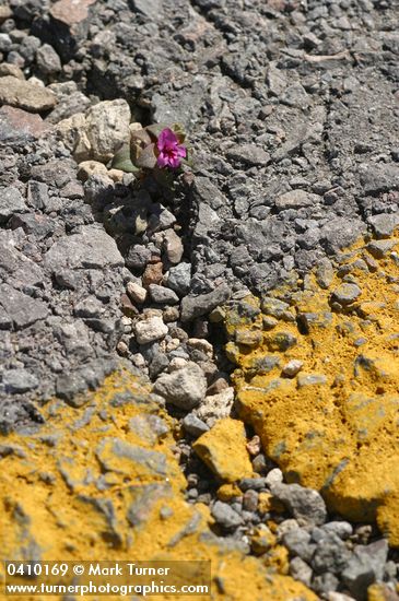 Dwarf Purple Monkey Flower in pavement crack