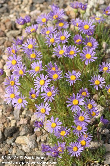 Blue Dwarf Fleabane