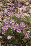 Blue Dwarf Fleabane