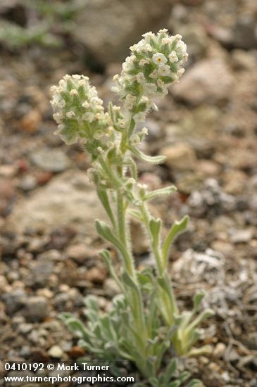 Alpine Cryptantha