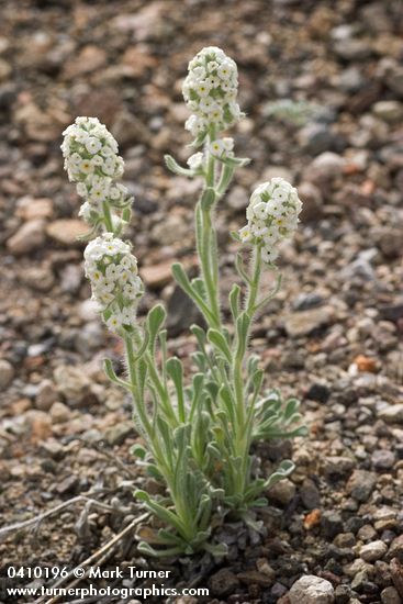 Alpine Cryptantha