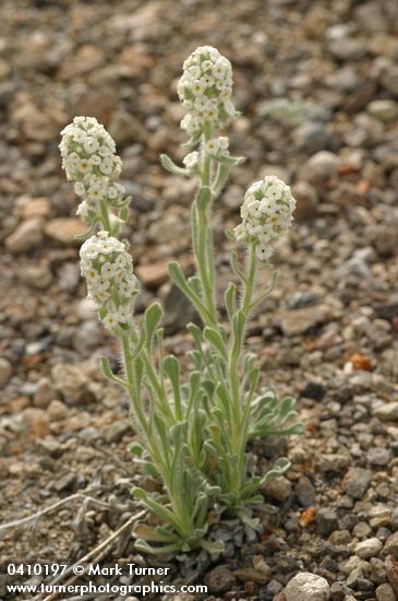 Alpine Cryptantha
