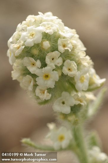Alpine Cryptantha blossoms detail