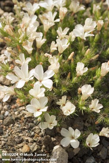 Granite Gilia