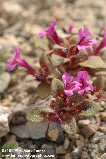 Dwarf Purple Monkey Flower