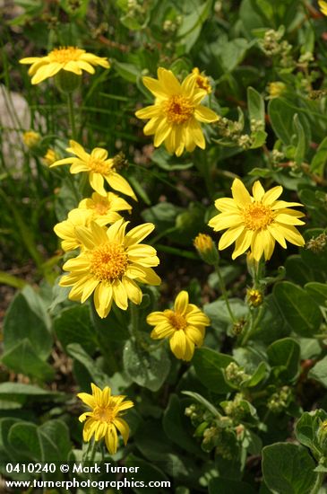 Sticky Arnica