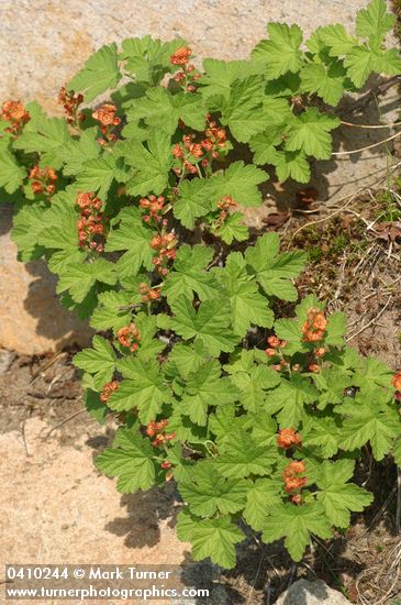 Crater Lake Currant