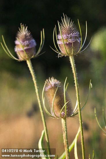 Fuller's Teasel blossoms