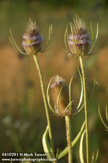 Fuller's Teasel blossoms