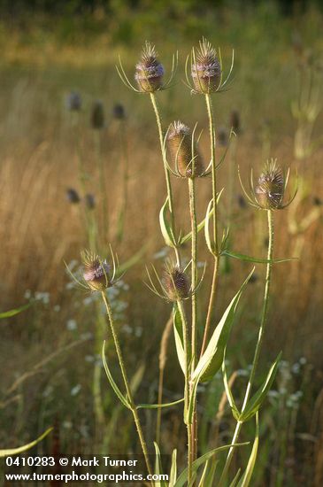 Fuller's Teasel