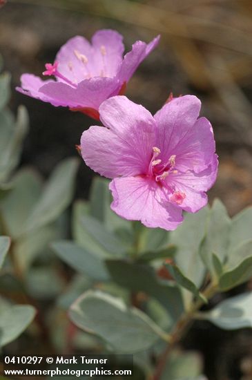 Siskiyou Mountains Willowherb blossoms & foliage detail