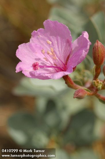Siskiyou Mountains Willowherb blossom detail
