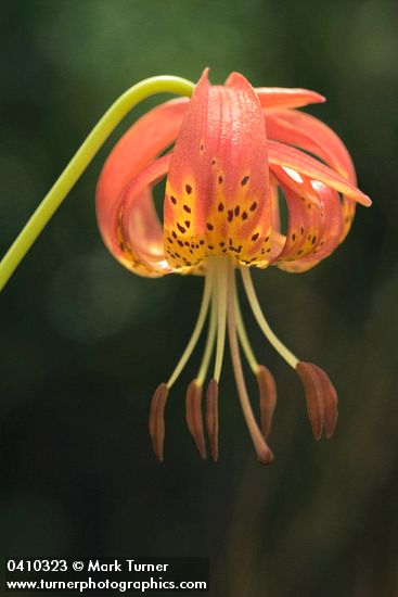 Leopard Lily blossom