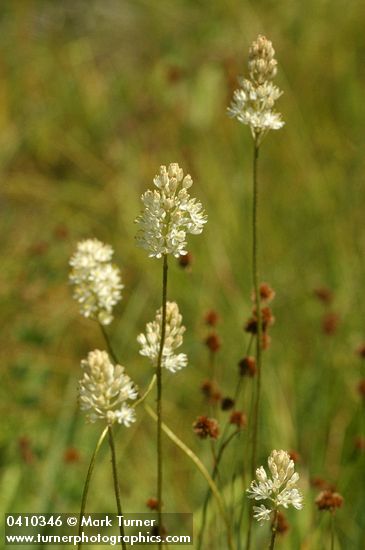 Western False Asphodel blossoms