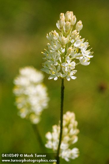 Western False Asphodel blossoms detail