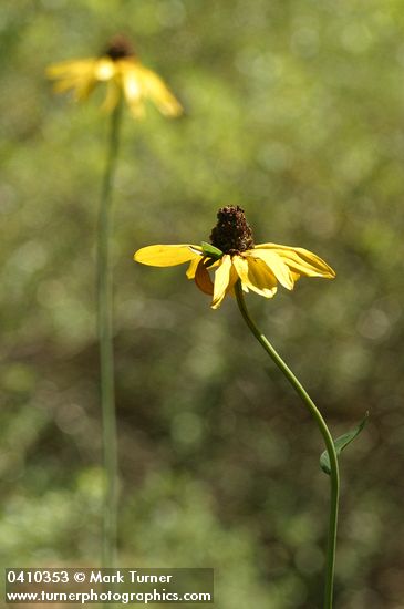 California Coneflowers