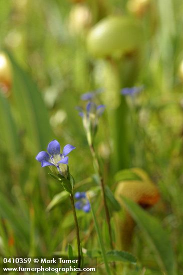 Mendocino Gentian in Darlingtonia fen