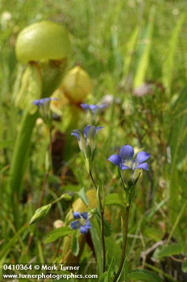 Mendocino Gentian in Darlingtonia fen