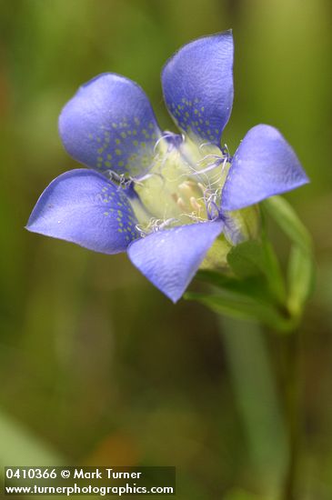 Mendocino Gentian blossom detail