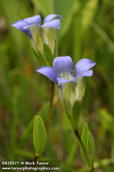 Mendocino Gentian blossoms