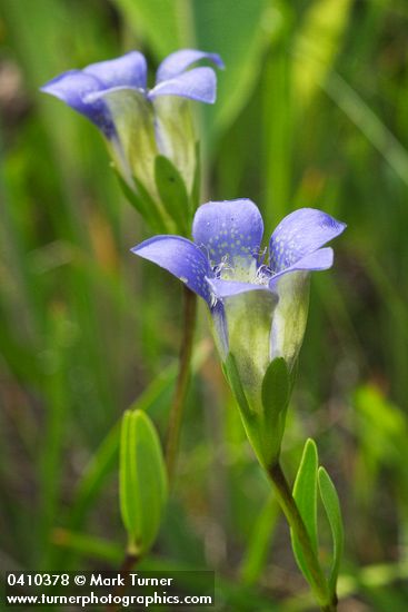Mendocino Gentian blossoms