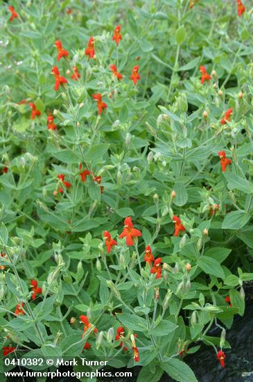 Scarlet Monkeyflower