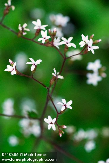 Western Boykinia blossoms detail