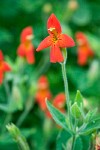 Scarlet Monkeyflower blossoms & foliage detail