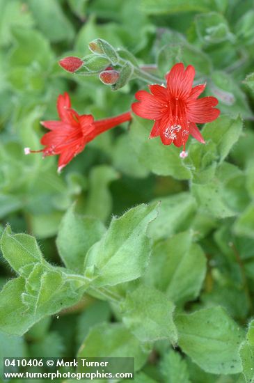 Hummingbird Trumpet blossoms & foliage detail