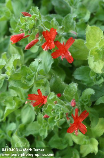 Hummingbird Trumpet blossoms & foliage detail