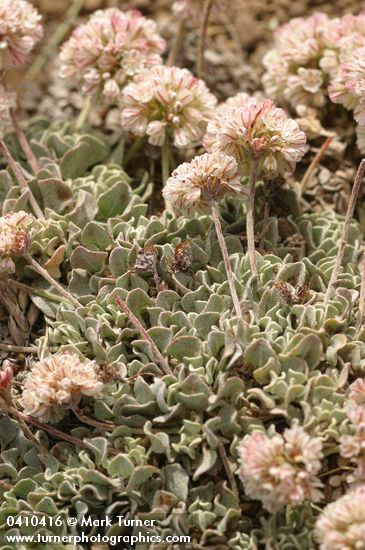 Cushion Buckwheat blossoms & foliage