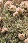Cushion Buckwheat blossoms & foliage