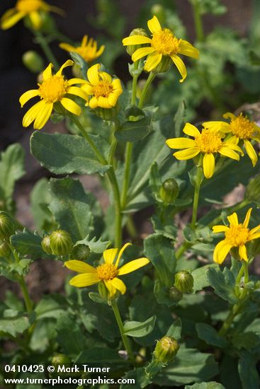Dwarf Mountain Butterweed blossoms & foliage