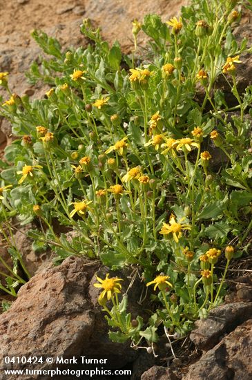 Dwarf Mountain Butterweed