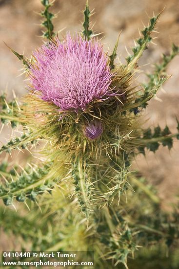 Steens Mountain Thistle blossom & foliage detail