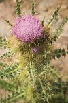 Steens Mountain Thistle blossom & foliage detail