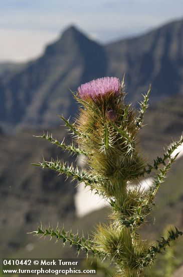 Steens Mountain Thistle w/ rock rib & Alvord Desert soft bkgnd