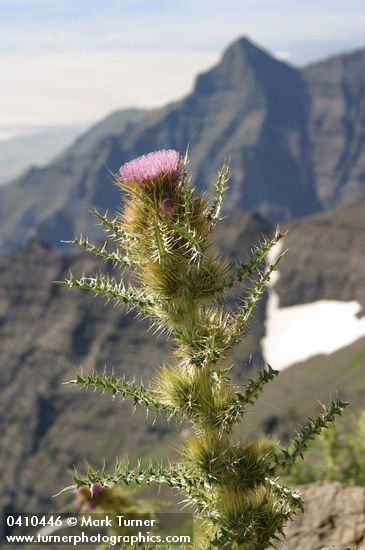 Steens Mountain Thistle w/ rock rib & Alvord Desert soft bkgnd