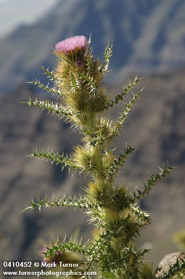 Steens Mountain Thistle w/ rock rib soft bkgnd