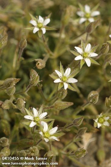 Brittle Sandwort blossoms & foliage detail