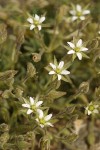 Brittle Sandwort blossoms & foliage detail