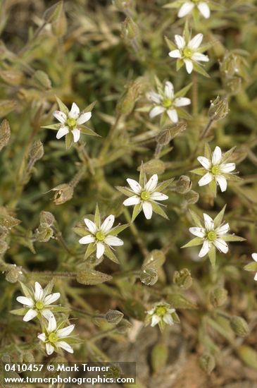 Brittle Sandwort blossoms & foliage detail