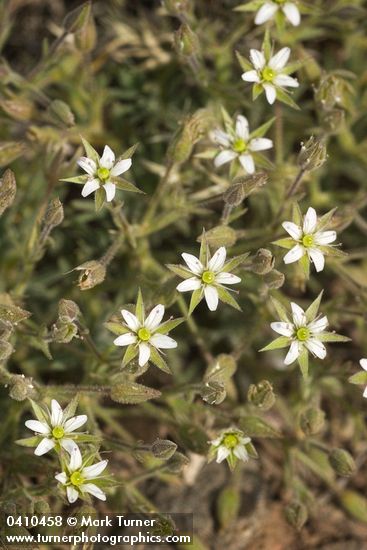 Brittle Sandwort blossoms & foliage detail