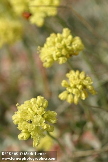 Cushion Buckwheat blossoms detail