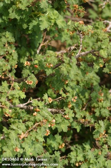 Alpine Prickly Currant