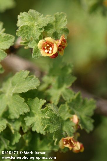 Alpine Prickly Currant blossom & foliage detail